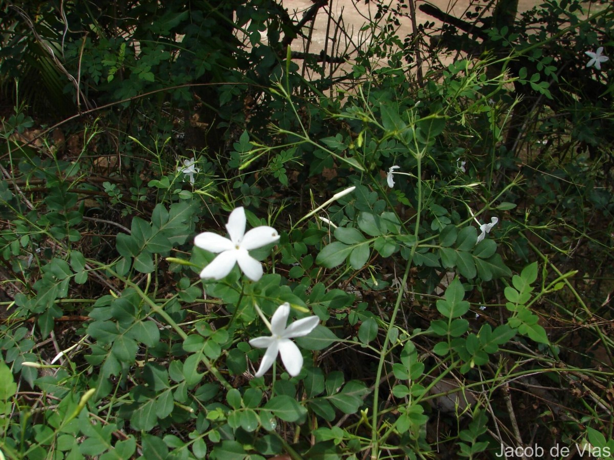 Jasminum grandiflorum L.